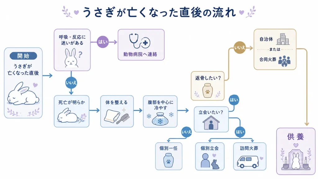 うさぎが亡くなった直後から葬儀と供養を選ぶ流れ
